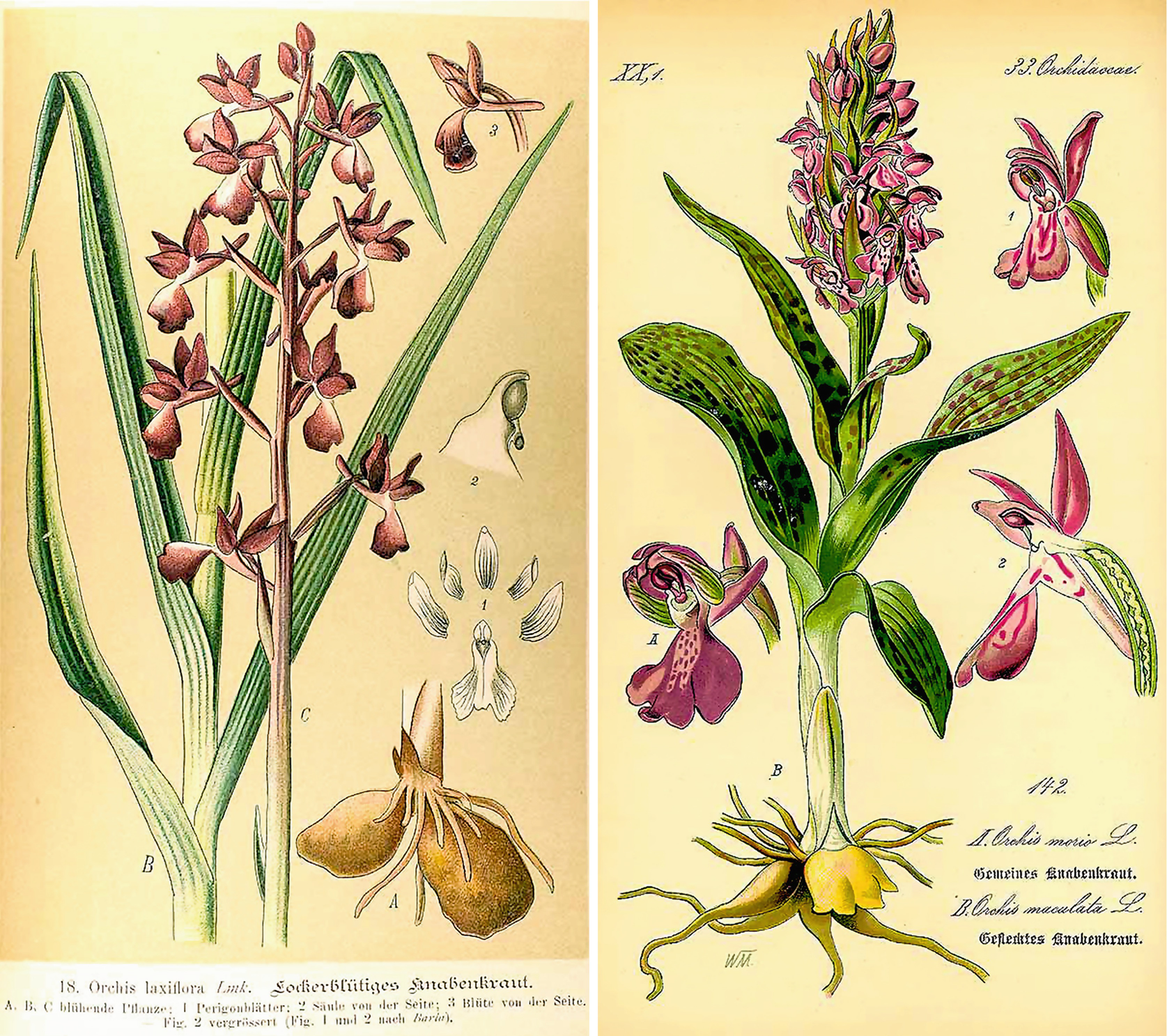 Three Mediterranean terrestrial orchids with tubers that were touted as - photo 4