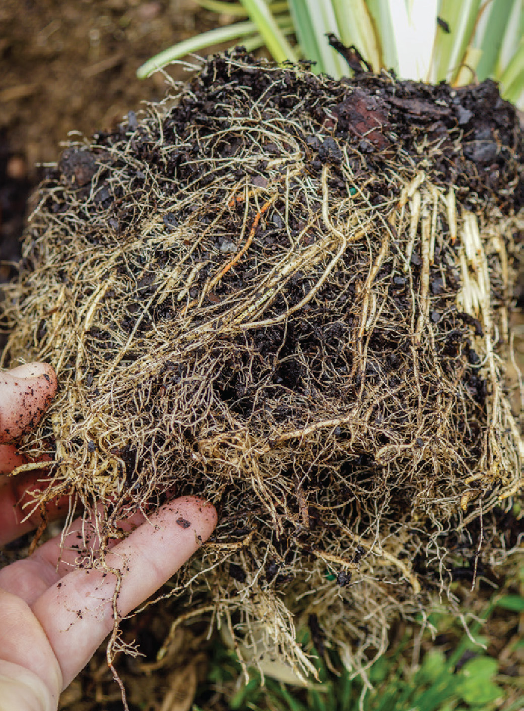 PLANTING PERENNIALS Perennials are sold in two waysas bare-root or - photo 6