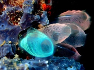 The creature you see above is not a jelly fish or a coral it is called a Sea - photo 1