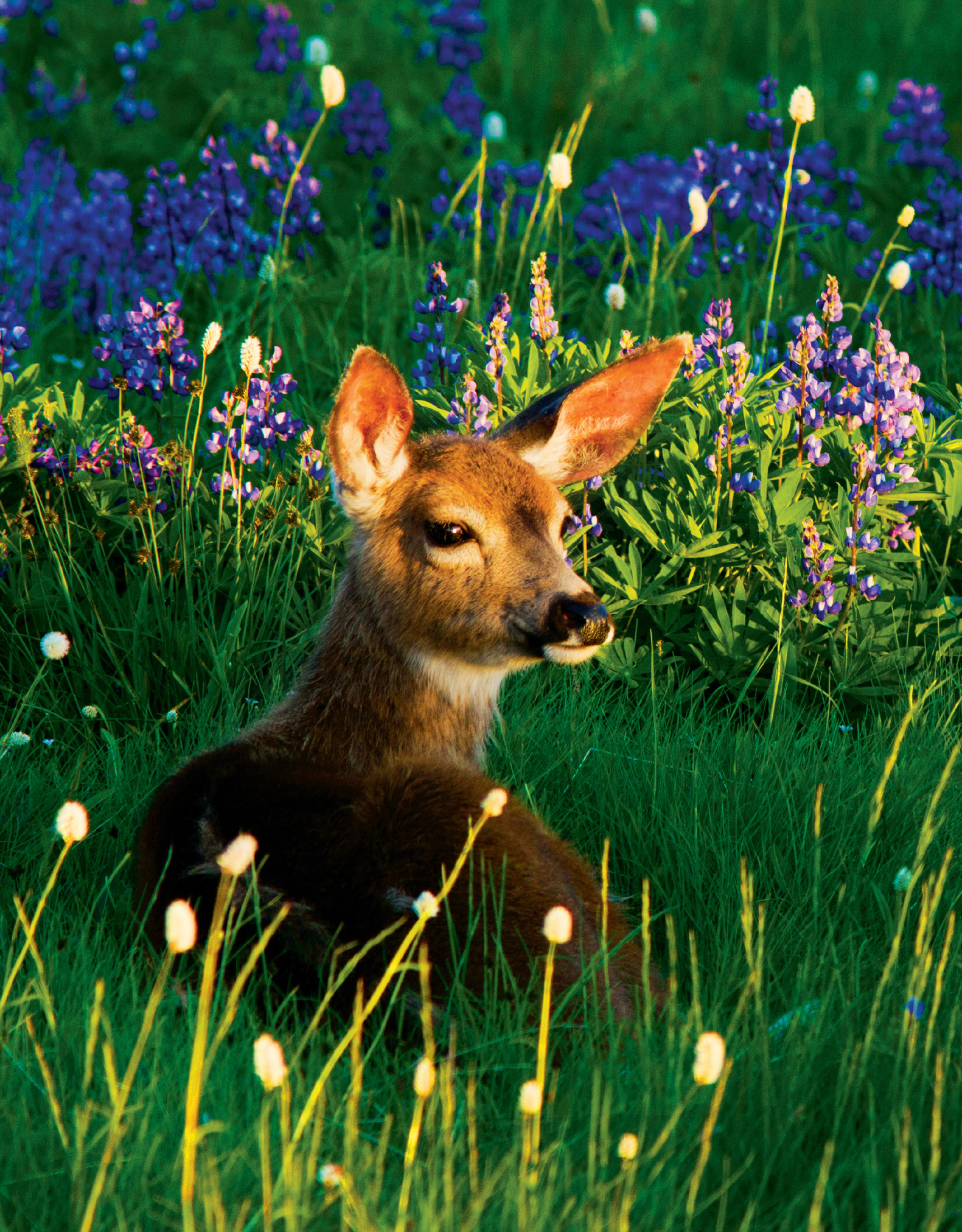 A Black-tailed fawn welcomes spring at Olympic National Park Washington - photo 5