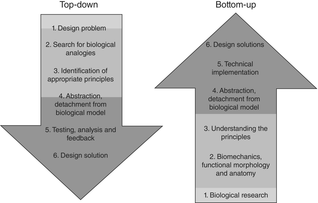 Biomimetics approaches Source Reproduced courtesy of the Biomimicry - photo 3