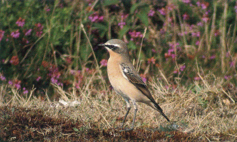 If we envy their flight we certainly admire their plumage for its infinite - photo 3