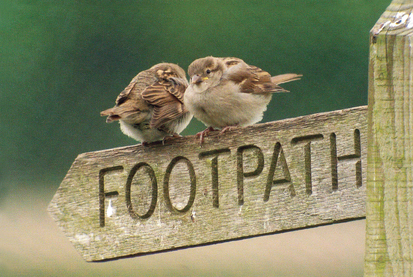 Britain has more than 300 regularly inhabitant birds with half as many again - photo 6