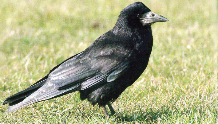 In Ireland if a Rook was seen to peer down a chimney it warned of a coming - photo 7