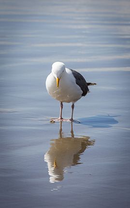 JonathanLivingstonSeagullcom It was morning and the new sun sparkled - photo 4