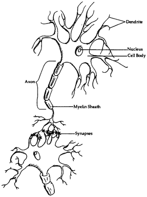 Two kinds of neurons connect the brain and spinal cord to the rest of the body - photo 1