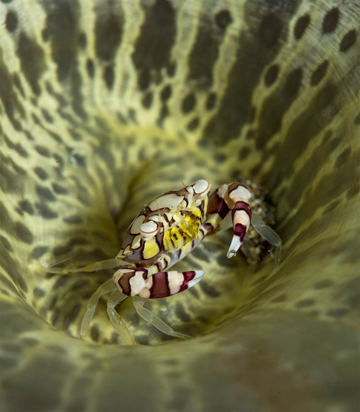 The sea cucumber crab Lissocarcinus orbicularis is only ever found living - photo 2