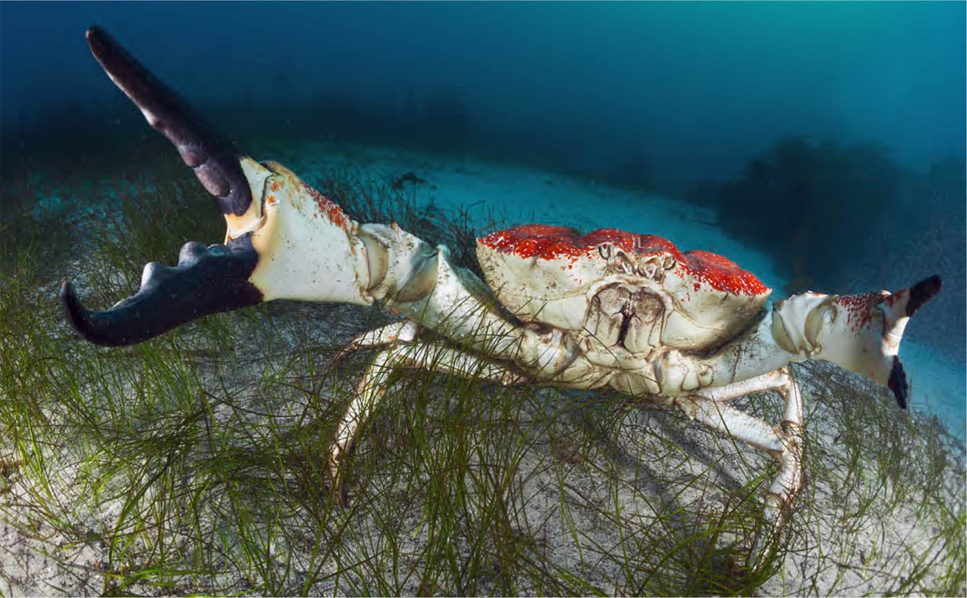 The massive claw of this Australian southern giant crab Pseudocarcinus gigas - photo 9