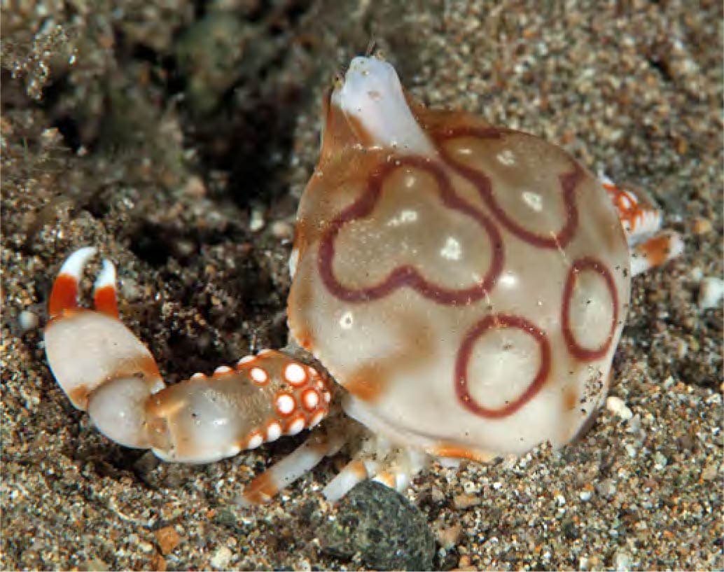 The ringed pebble crab Leucosia anatum belongs to a diverse family many - photo 10