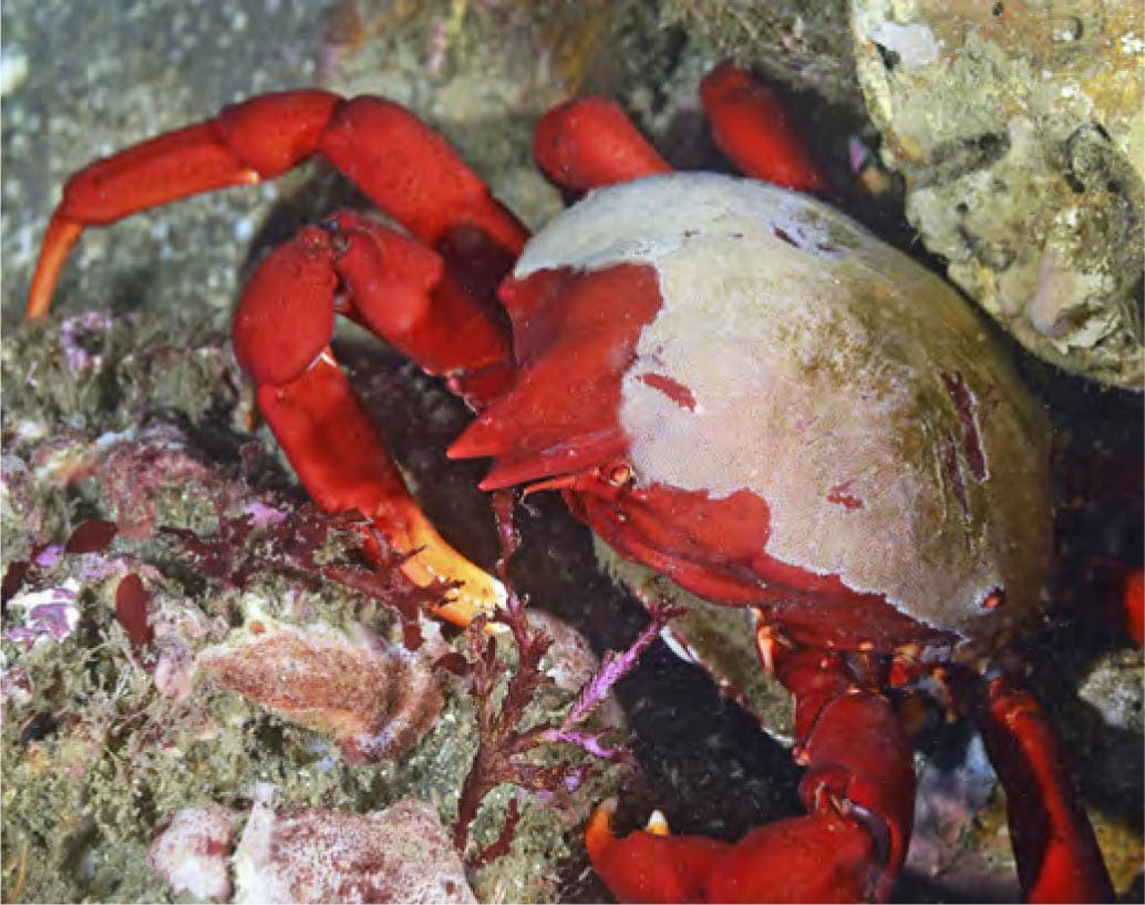 The southern kelp crab Taliepus nuttallii is a common shore crab of the - photo 11