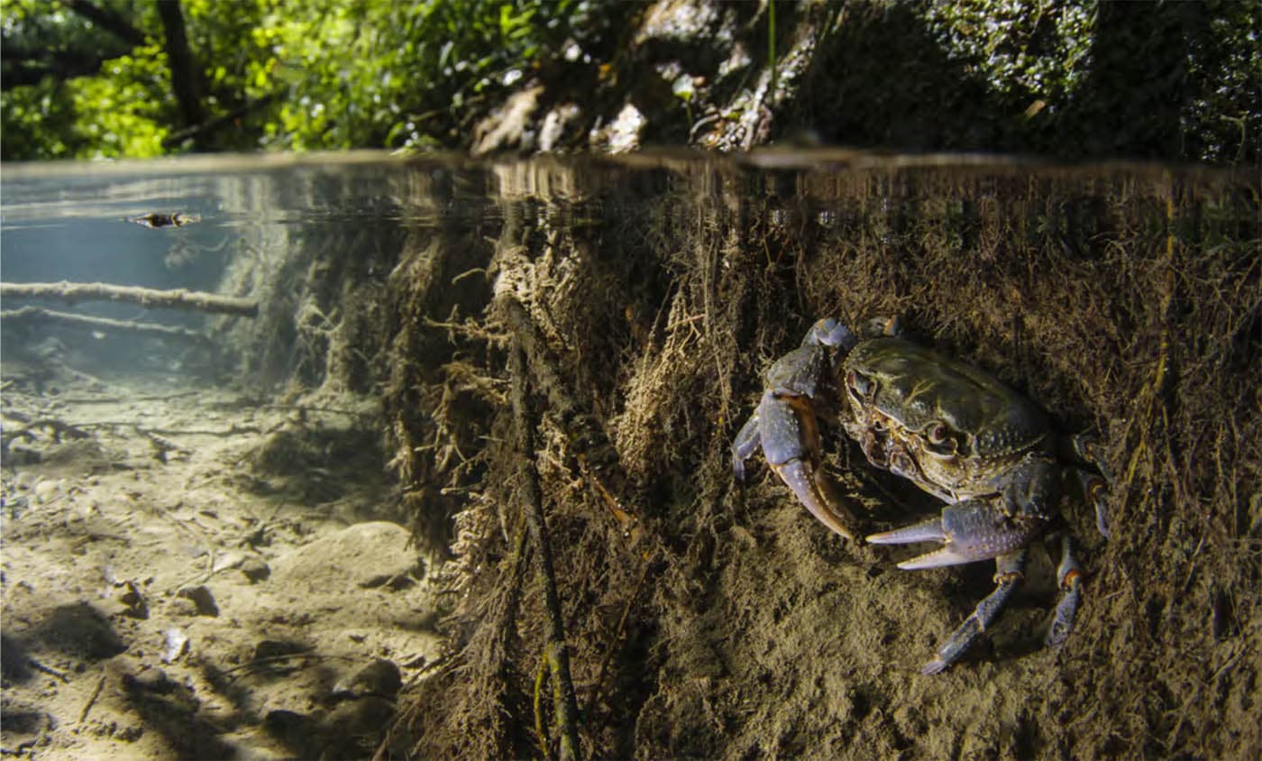 Mediterranean river crabs Potamon fluviatile are predators of tadpoles - photo 13