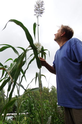 Eachyear sorghum-sudangrass hybrids sequester three times as much carbonper - photo 2