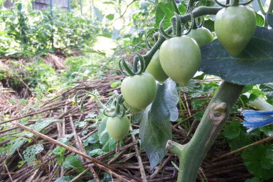 Six months after building high raised beds and amending with rottedchicken - photo 3