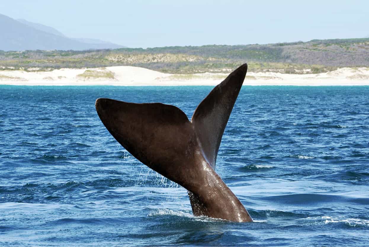 Top Attraction 6 iStock Hermanus Go whale-watching For more information - photo 9