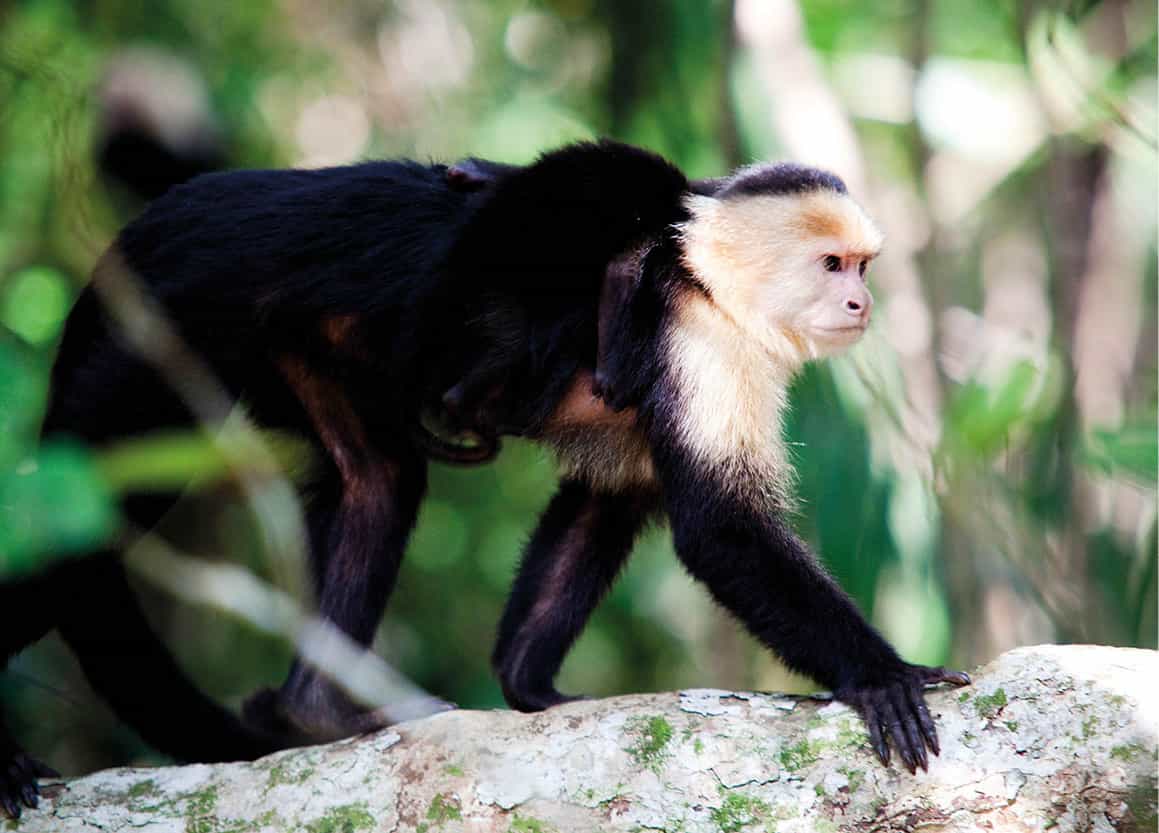 White-faced capuchin Corrie WingateApa Publications History Since the army - photo 13
