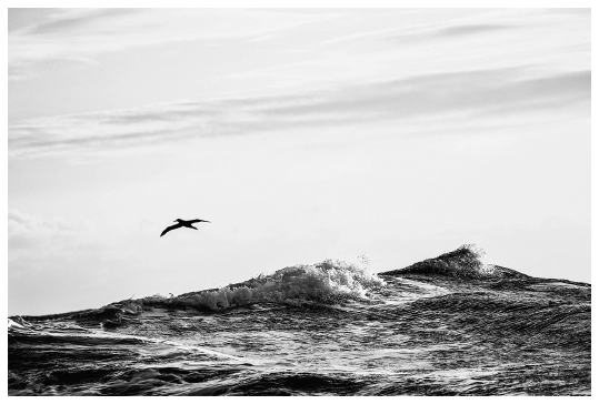 Black-footed albatross spotted over the eastern North Pacific Gyre while aboard - photo 2