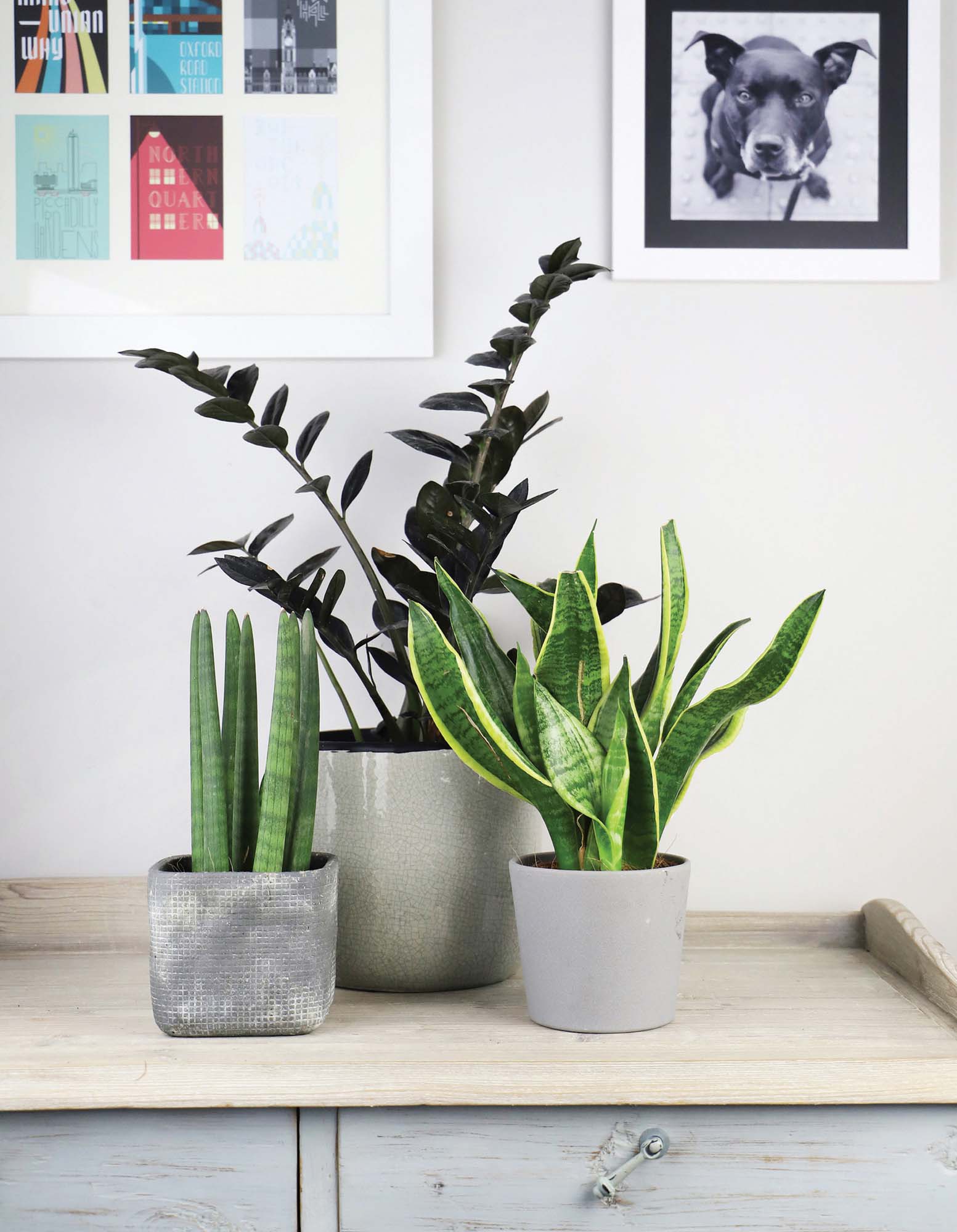 Start off with a few lowmaintenance plants Left to right Sansevieria - photo 12