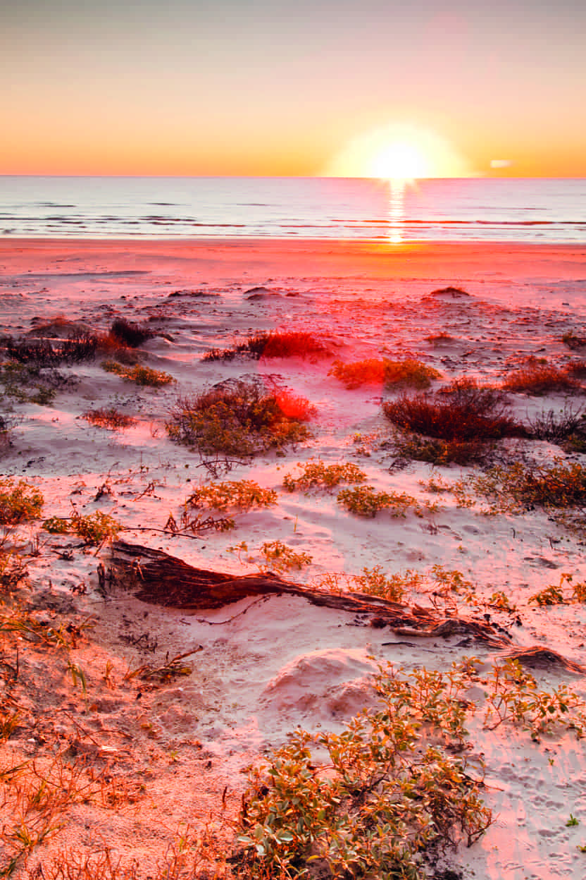 Padre Island National Seashore the Gulf Coast Texass favorite beach - photo 8