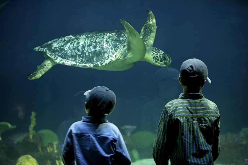 CHILDREN Vancouver has a vast aquarium and harbour whale-watching tour - photo 4