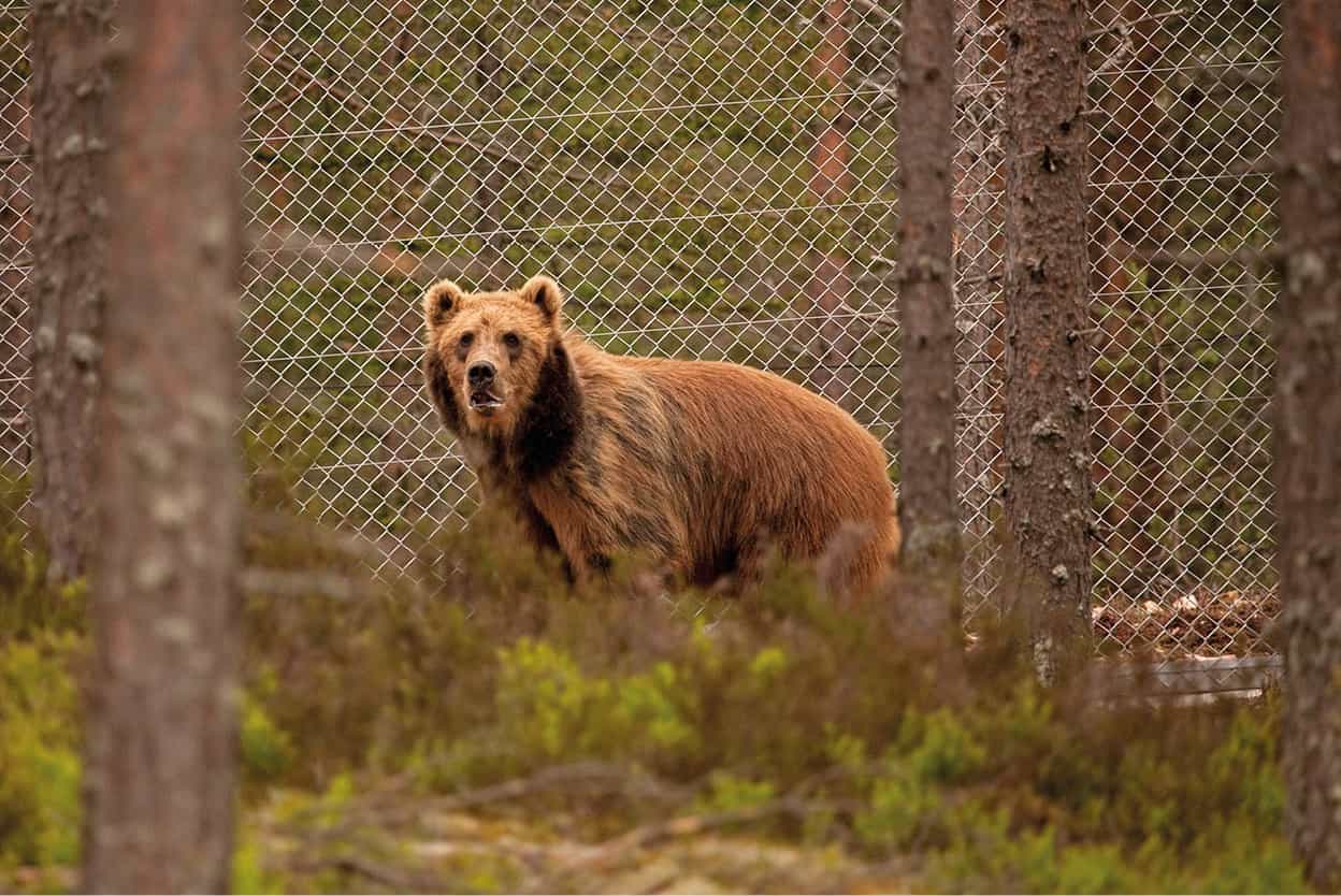 Orsa Bjrnpark Sweden Old honeypaws the King of the Forest is a shy creature - photo 7