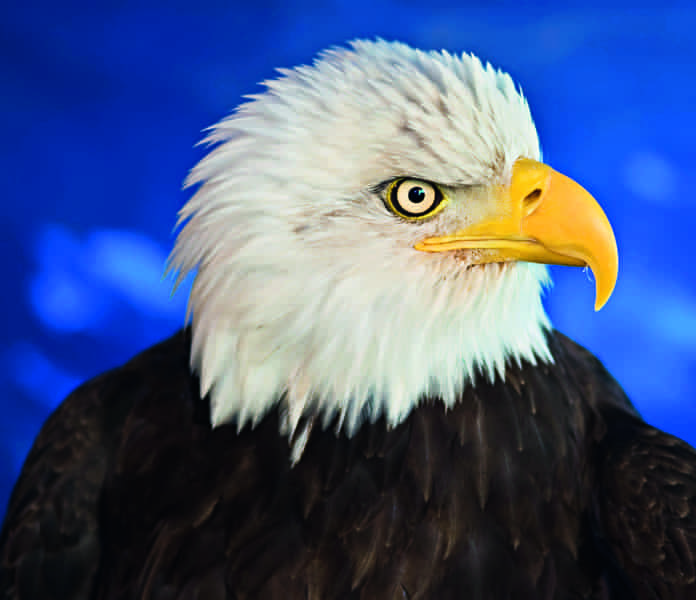 Bald Eagles Alaska is the stronghold of bald eagles which congregate in - photo 6