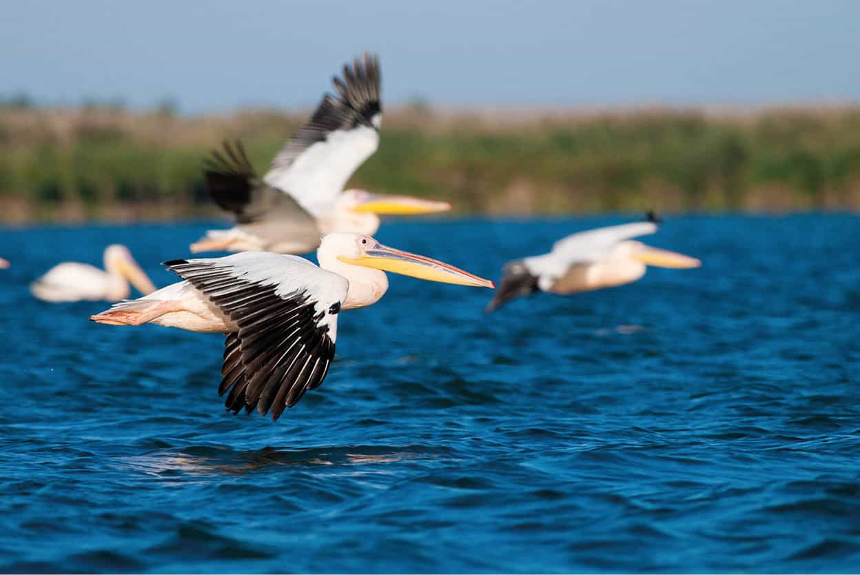 Danube Delta Where the mighty Danube finally ends its journey is home to all - photo 4