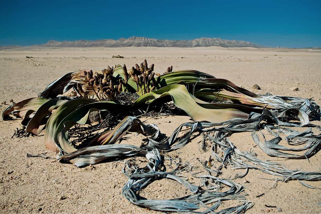 Welwitschia Drive This self-drive trail through western Namib-Naukluft is home - photo 13
