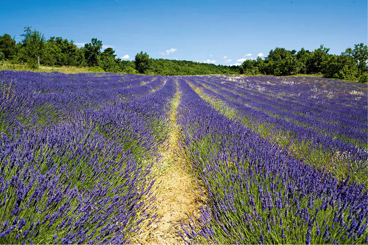 Provence An inspiration for artists such as Van Gogh and Picasso Provence not - photo 10