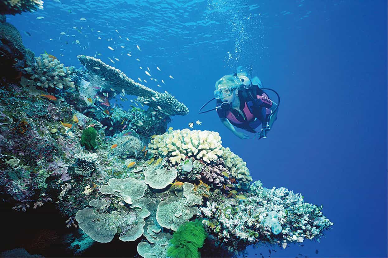 Diving off the islands of Queensland Pro Dive Cairns Best islands Fraser - photo 14