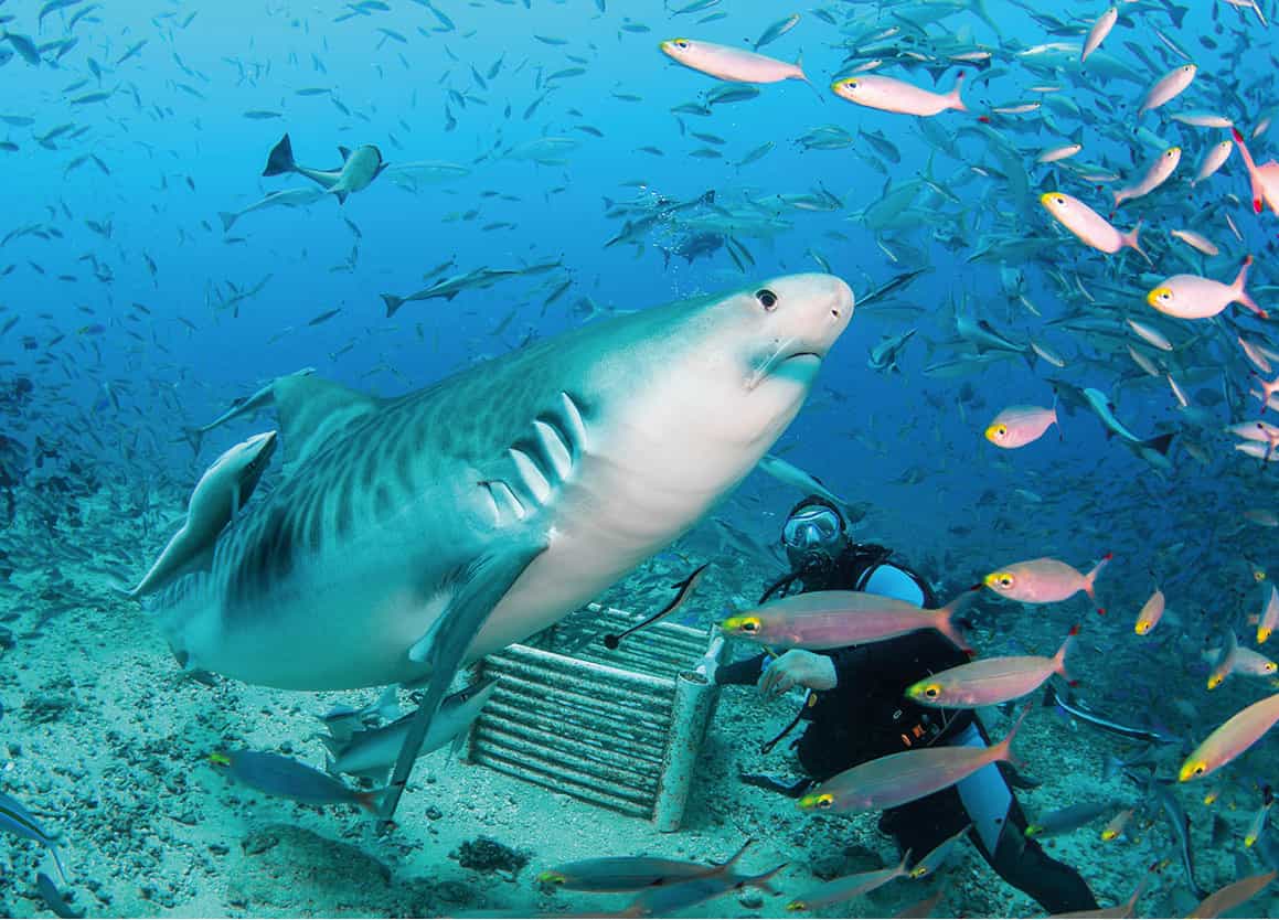 Scuba divers Amazingly Fiji is even more gorgeous below the water than it is - photo 8