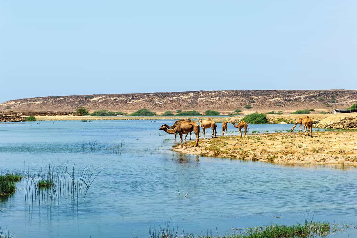 Salalah A world away from the rest of Oman Salalah is at its most memorable - photo 6