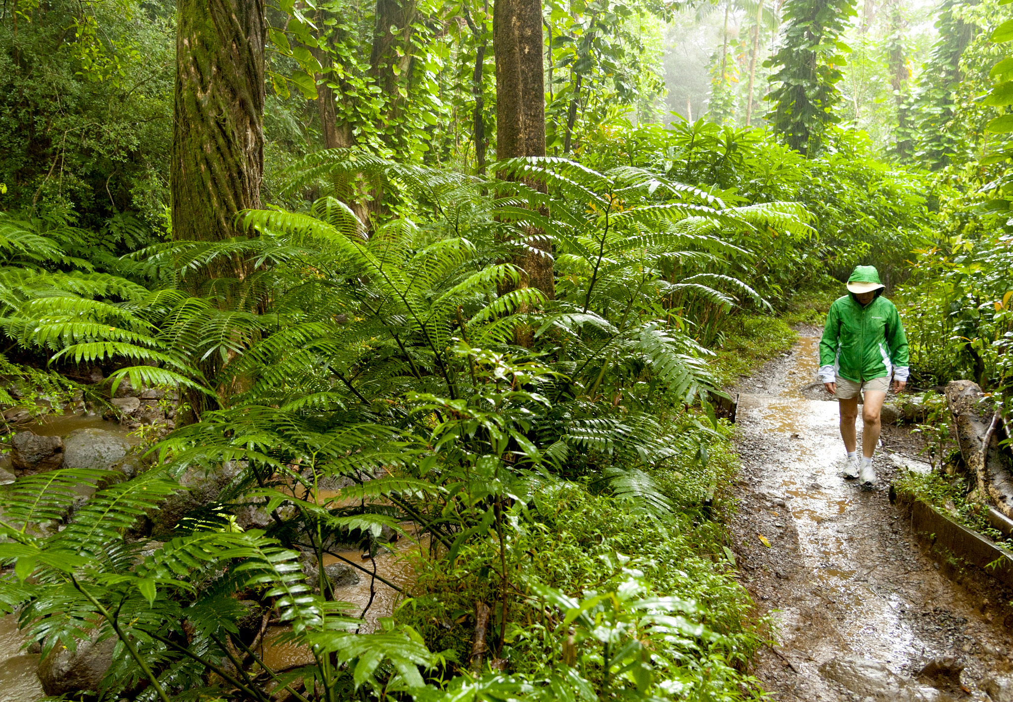 The Manoa Falls Trail snakes through lush vegetation to reach a waterfall - photo 5