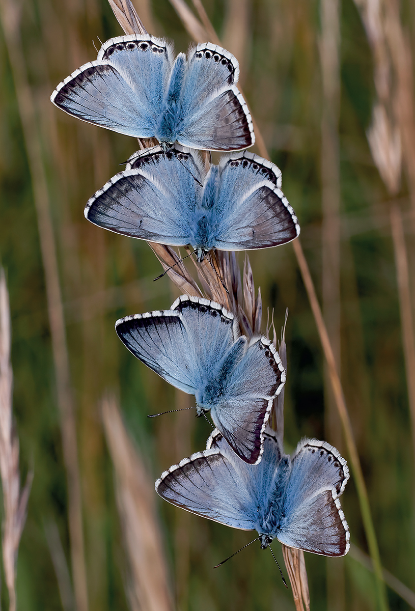 Chalk Hill Blues basking in the evening light before roosting A common - photo 4