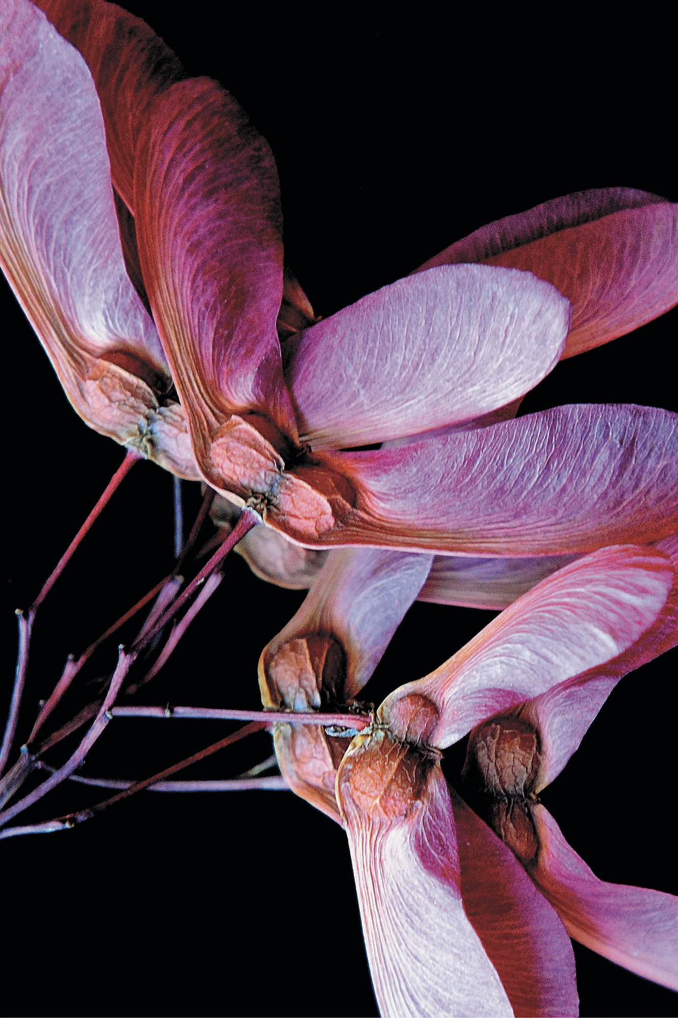 Maple trees produce dry fruits called samaras that have a membranous wing - photo 2