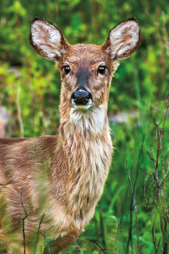 Whitetail deer are abundant in the Crab Orchard Wildlife Refuge An - photo 20