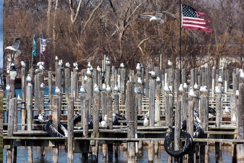 Seagulls watch for a meal at Fox Lake boat dock The falls are dry in late - photo 23