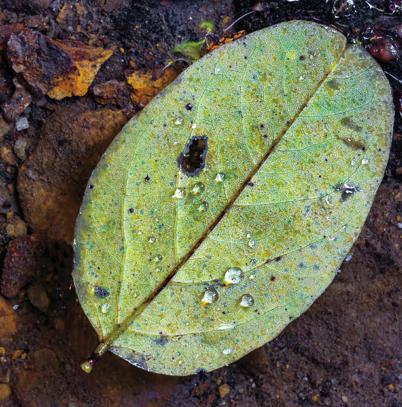 A leaf that appears to defy gravity Starved Rock State Park Lake Michigan - photo 31