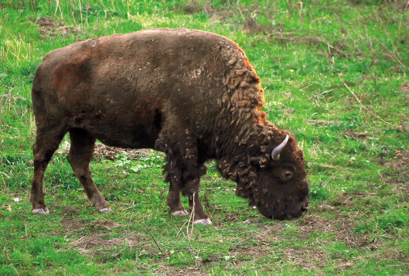 A lone buffalo grazes at Buffalo Rock State Park Under the waterfall at - photo 8