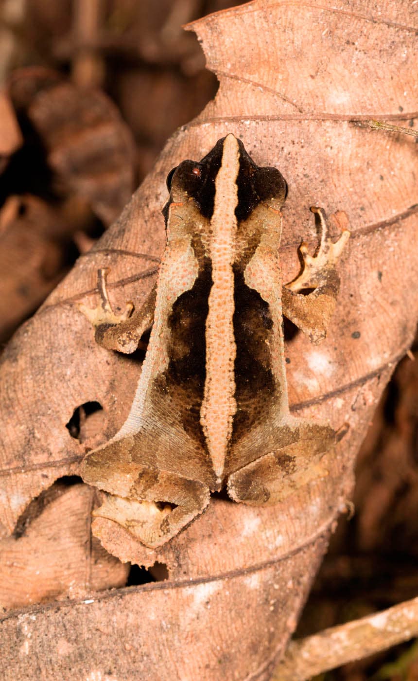 South American common toad Rhinella margaritifera Polar bear Ursus - photo 2