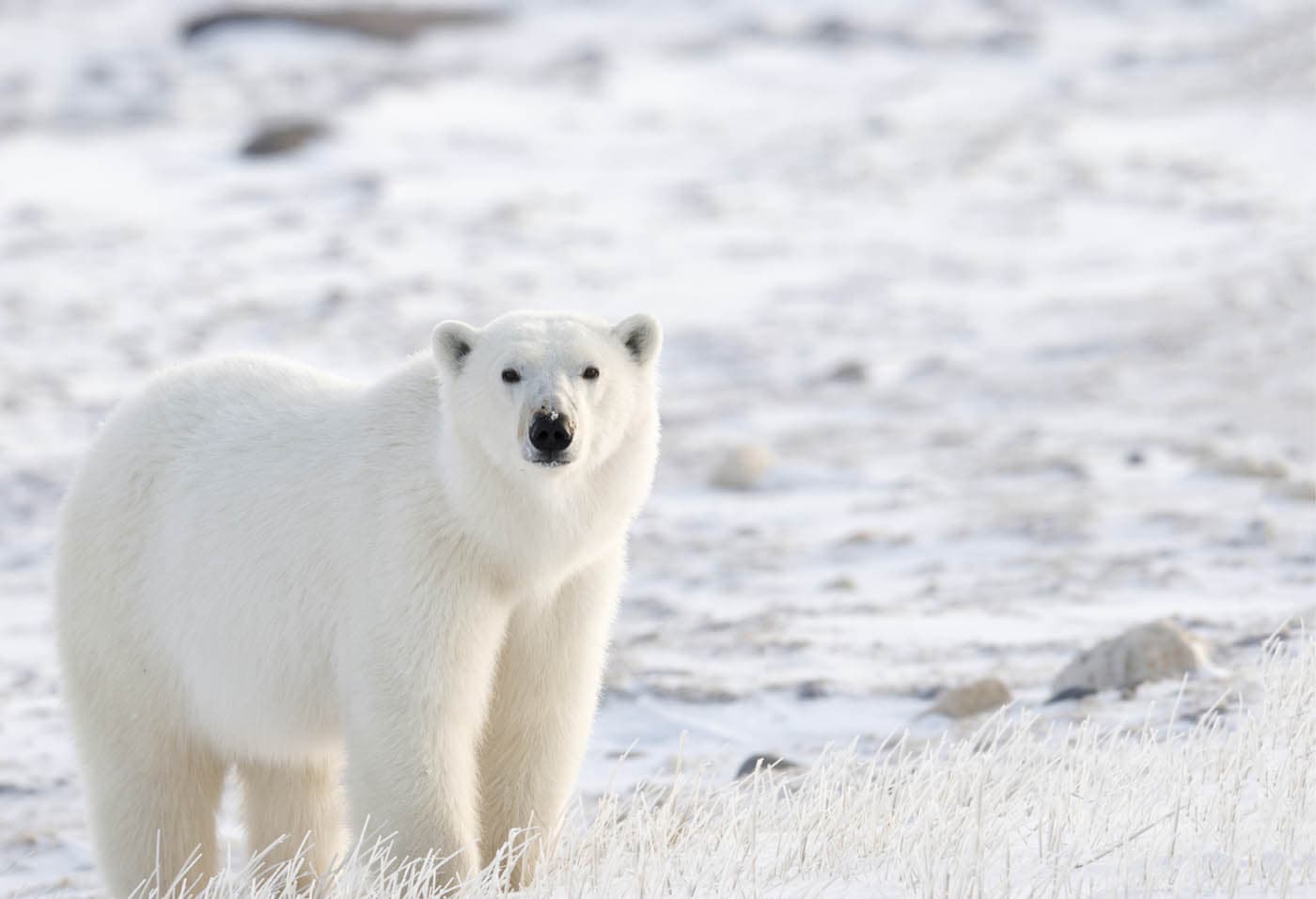 Polar bear Ursus maritimus CAMOUFLAGE STEVE PARKER Contents Introduction - photo 3