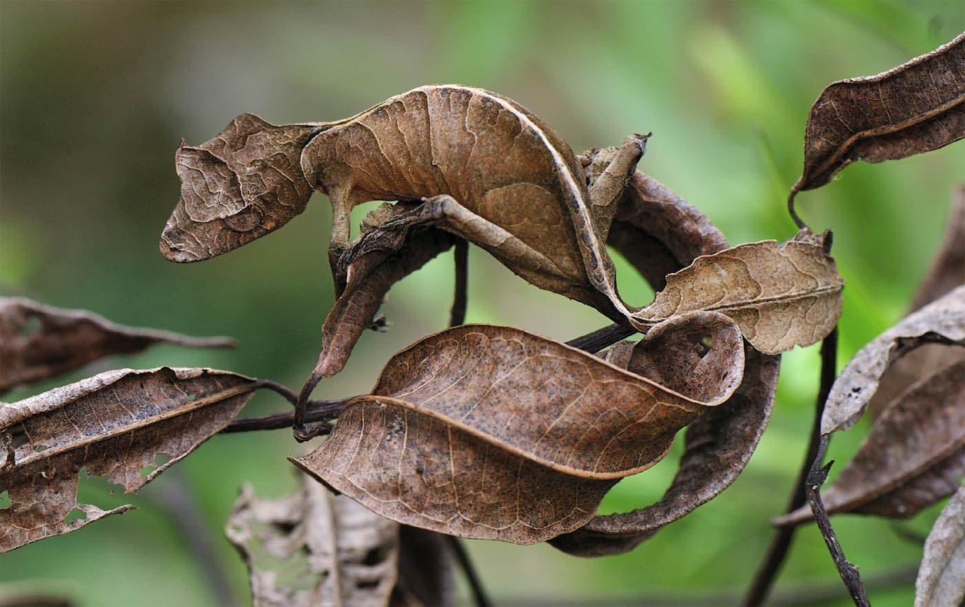 The satanic leaf-tailed gecko is a prime example of visual background matching - photo 5