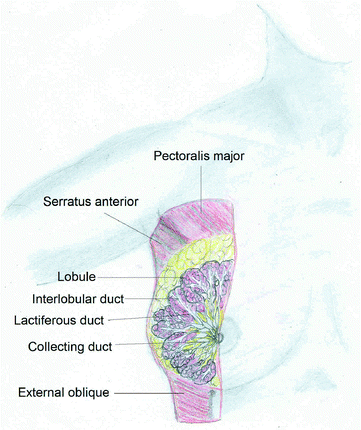 Fig 12 Glandular breast tissue is lobular in structure with 2025 lobes each - photo 2