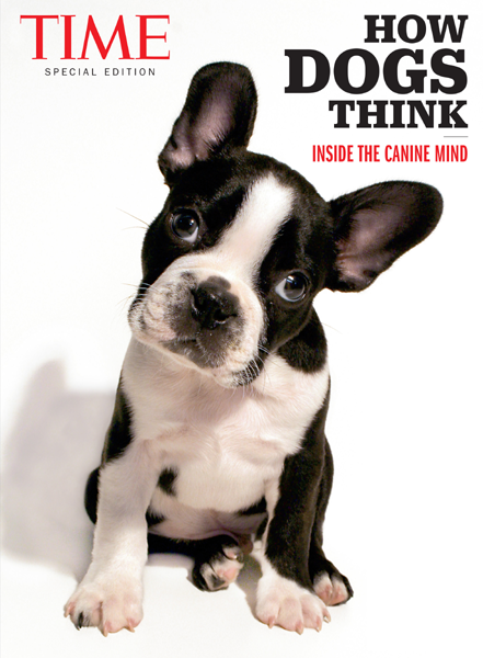 How Dogs Think Inside the Canine Mind THE SMARTEST DOG IN THE WORLD - photo 1