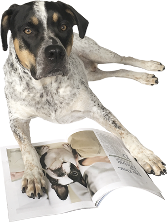 Hoku 4 a bluetick coonhound mix from Brooklyn is an avid reader of TIME - photo 5