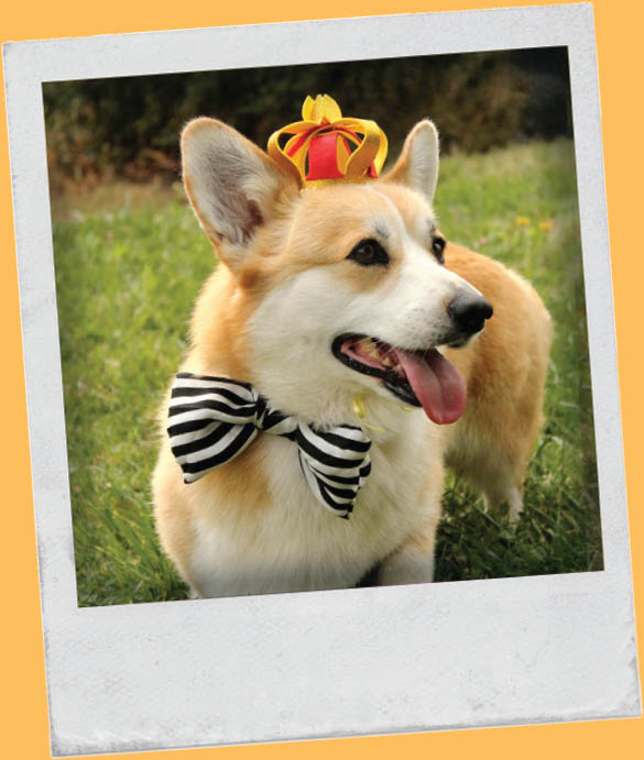 CHARACTERISTICS Corgis have a foxy face large triangular ears short legs - photo 11