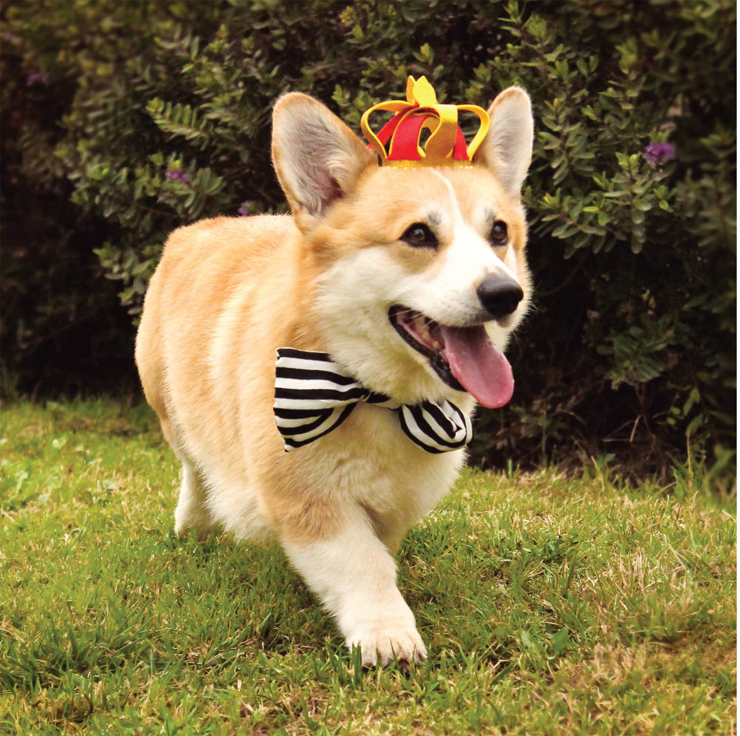 PROJECT 1 CORGI CROWN Holly the Corgi always carries herself with style - photo 12