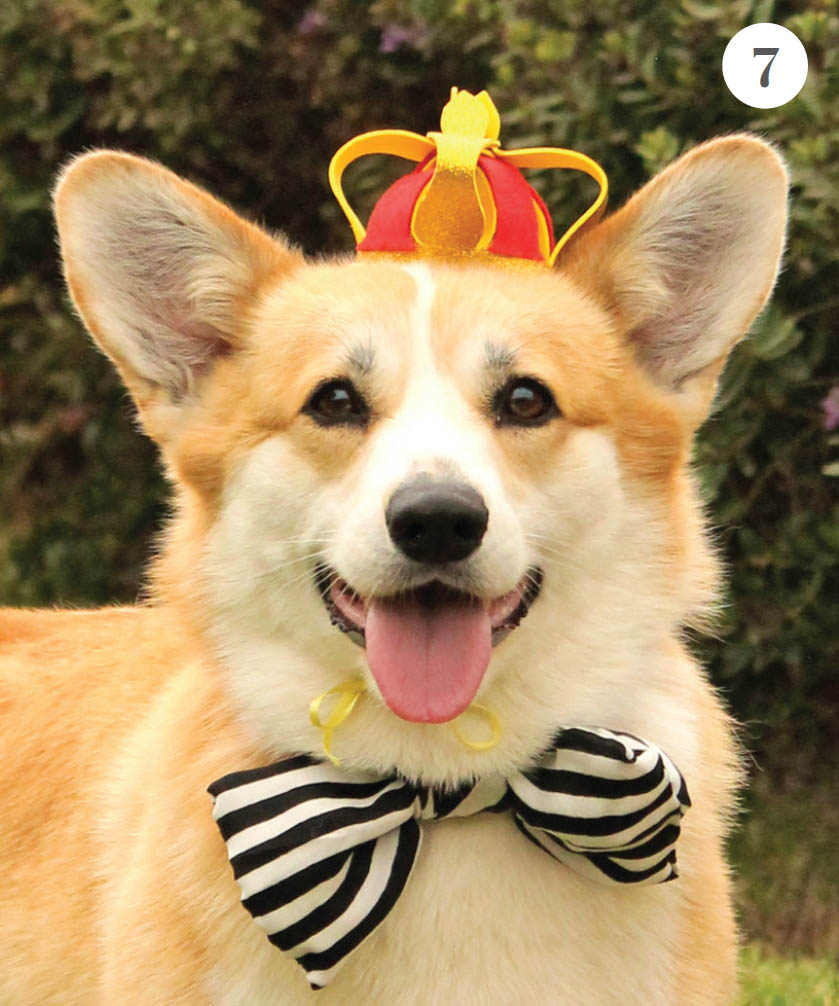 Add some optional jewels and your crown is ready PROJECT 2 CORGI - photo 21