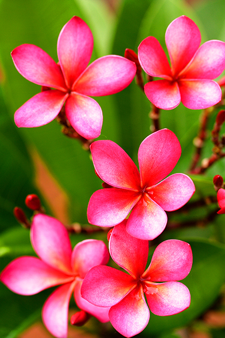 Plumeria Blossoms FOCALPOINTSHUTTERSTOCK Welcome to Hawaii Theres no - photo 3