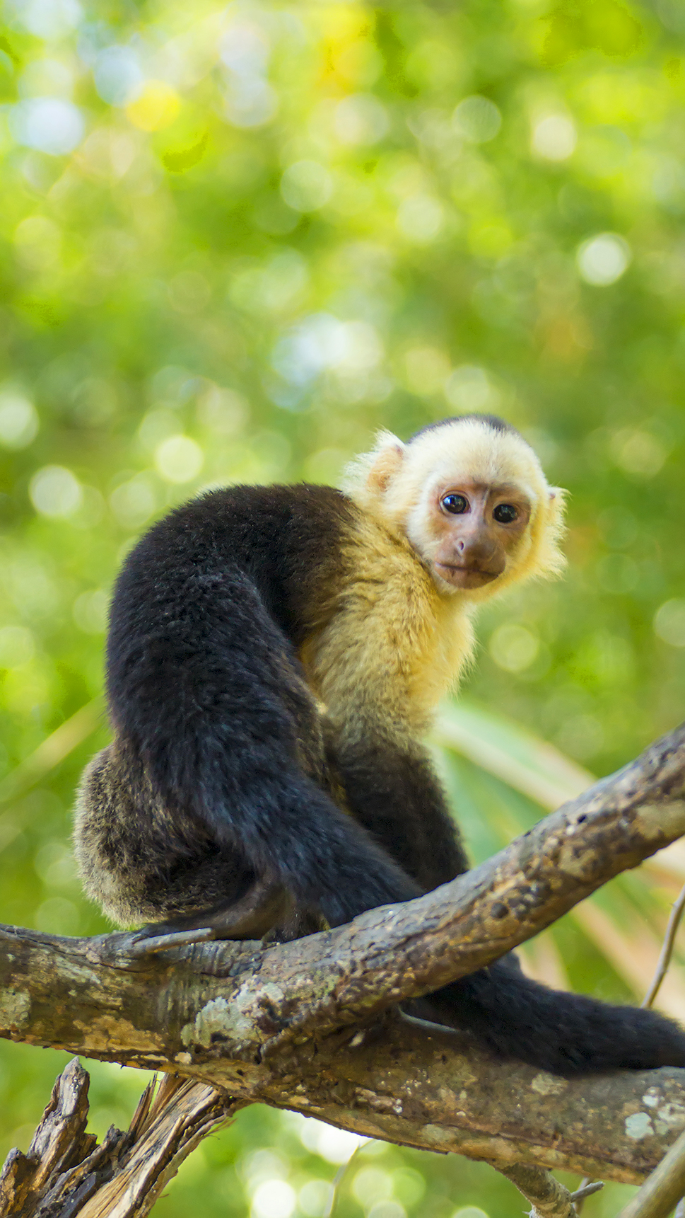 Capuchin monkey KRYSSIA CAMPOSGETTY IMAGES COSTA RICAS TOP 12 PLAN YOUR - photo 6