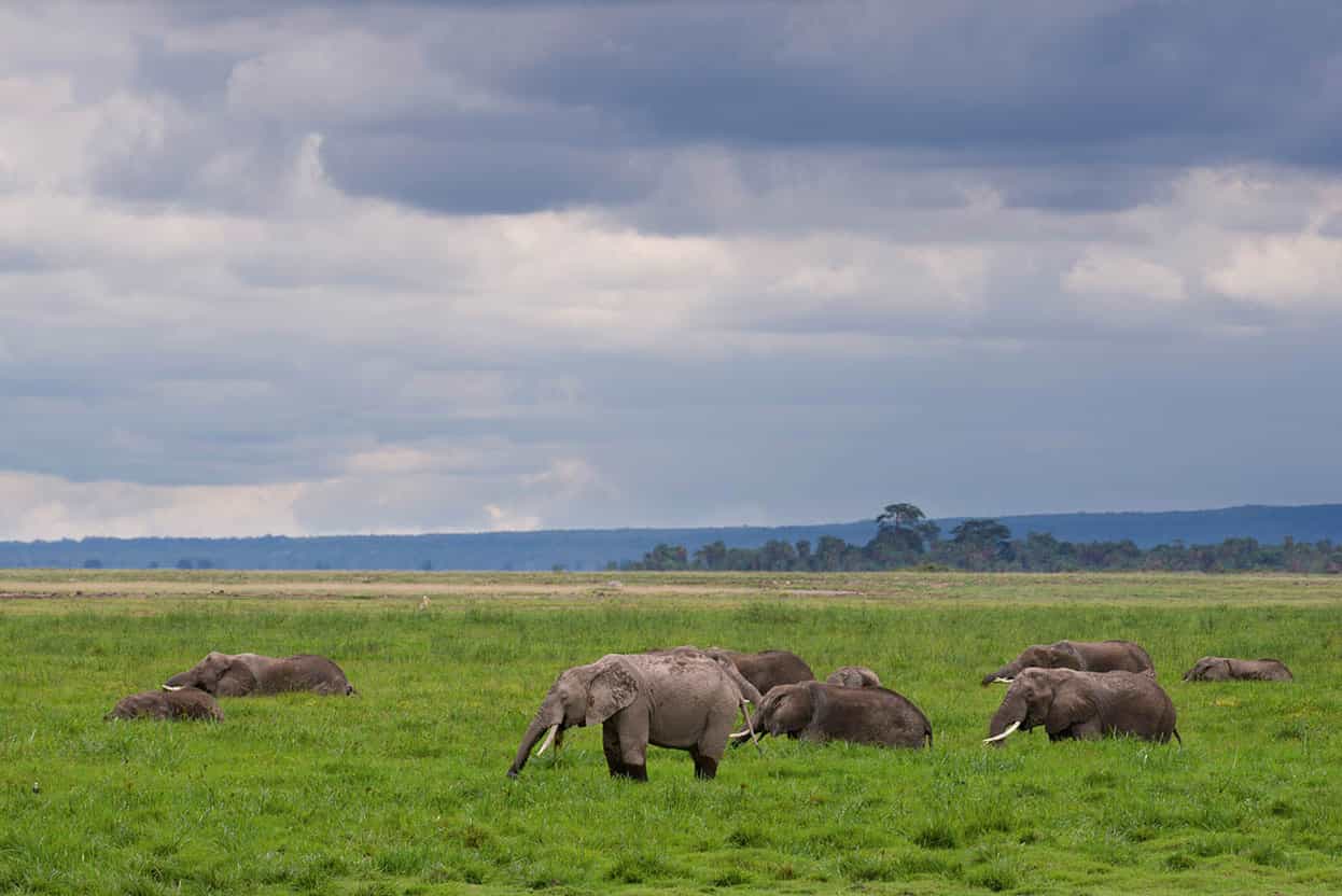 Amboseli National Park Kenyas biggest and most habituated tuskers roam the - photo 6